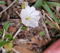 Falkia repens