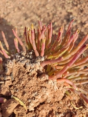 Anabasis cretacea