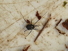Nemastoma bimaculatum