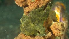 Antennarius commerson