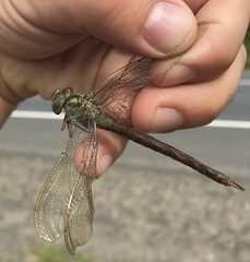 Aeshna viridis
