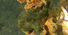 Antennarius commerson