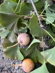 Ginkgo