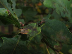 Formica rufa