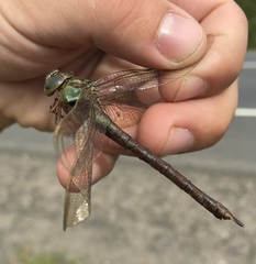 Aeshna viridis