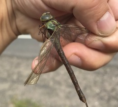Aeshna viridis