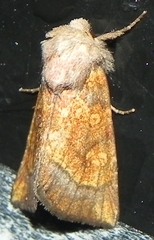 Papaipema impecuniosa