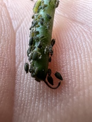 Aphis gossypii