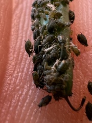 Aphis gossypii