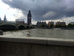 Chroicocephalus ridibundus