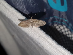 Eupithecia oxycedrata