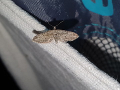 Eupithecia oxycedrata