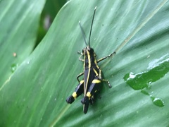 Traulia azureipennis