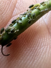 Aphis gossypii