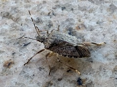 Halyomorpha halys