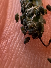Aphis gossypii