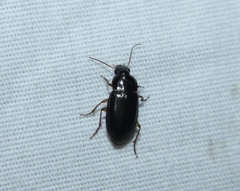 Notiobia terminata