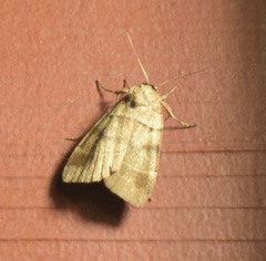 Agnorisma badinodis