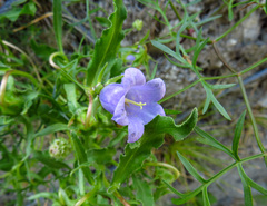 Campanula speciosa