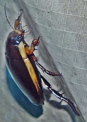 Dytiscus verticalis