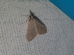 Mecyna asinalis