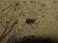 Brachyderes incanus