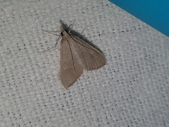 Mecyna asinalis