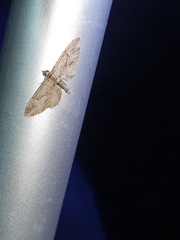 Eupithecia oxycedrata