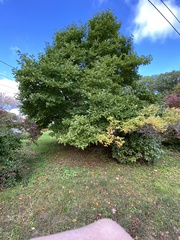 Magnolia acuminata