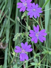 Geranium pyrenaicum