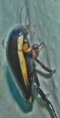 Dytiscus verticalis