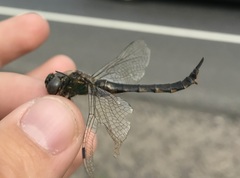 Somatochlora flavomaculata