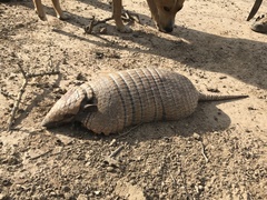 Euphractus sexcinctus