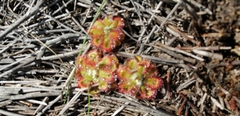 Drosera esterhuyseniae