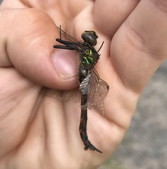 Somatochlora flavomaculata