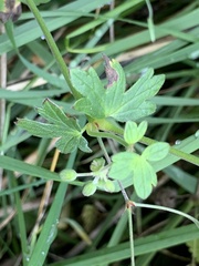 Geranium pyrenaicum