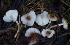 Lepiota lilacea