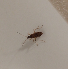 Ozophora salsaverdeae