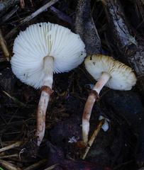 Lepiota lilacea
