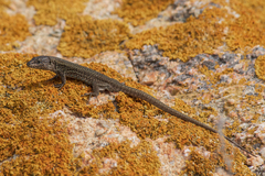 Podarcis carbonelli berlengensis