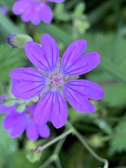 Geranium pyrenaicum