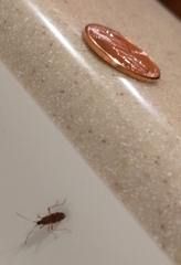 Ozophora salsaverdeae