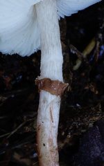 Lepiota lilacea