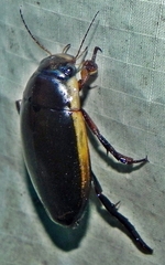 Dytiscus verticalis