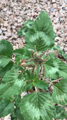 Amaranthus viridis