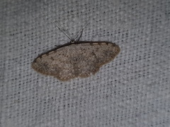 Scopula submutata