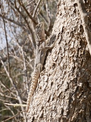 Oplurus cyclurus