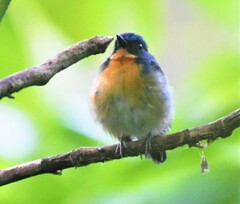 Cyornis whitei