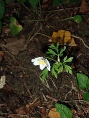 Anemonoides nemorosa