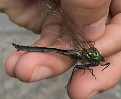 Somatochlora flavomaculata
